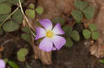 Violet woodsorrel